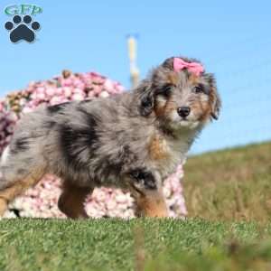Tilly, Mini Bernedoodle Puppy